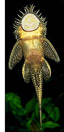 Ancistrus cf. dolichopterus, hann