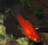 Platy.jpg (25225 byte)